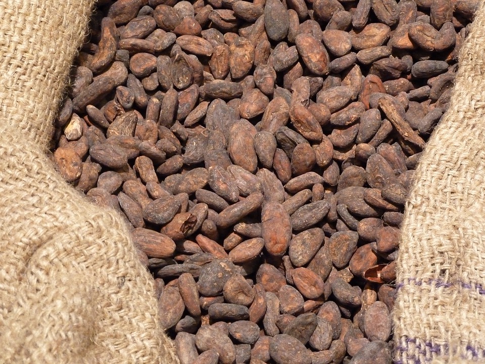 Cacao Organic